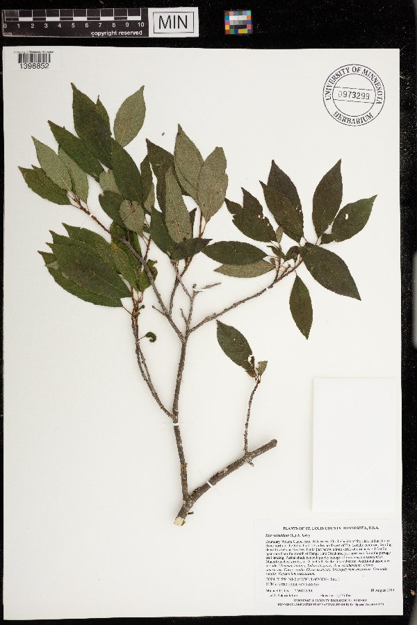 Ilex verticillata image