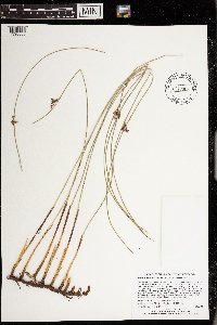 Juncus arcticus var. balticus image