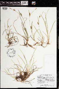Carex crawei image