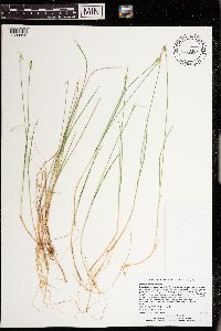 Carex pauciflora image