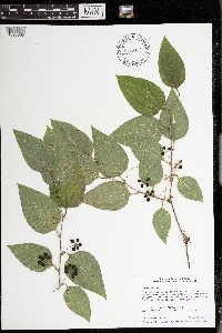 Smilax tamnoides image