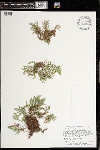 Selaginella rupestris image