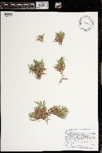 Selaginella rupestris image