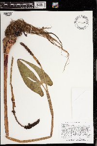 Pontederia cordata image
