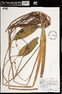 Sagittaria rigida image