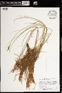 Carex lenticularis image