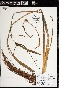 Sagittaria rigida image