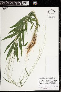 Brachyelytrum aristosum image