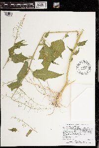 Chenopodium simplex image