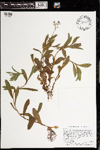 thumbnail image of current specimen