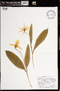 Erythronium americanum image
