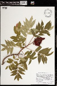 Rhus glabra image