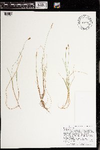 Carex gynocrates image