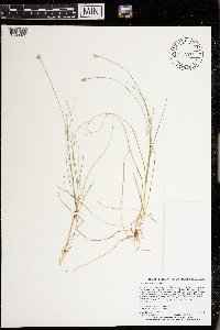 Carex tenuiflora image