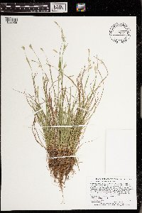 Media resource of Carex capillaris