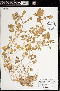 Nasturtium officinale image