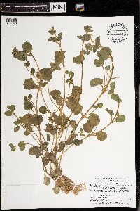 Erythranthe geyeri image