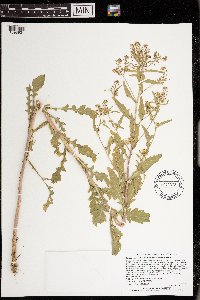 Rorippa palustris subsp. hispida image