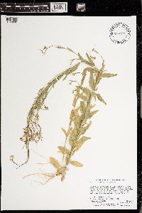Arabis pycnocarpa image