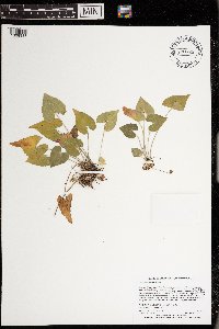 Viola grisea image