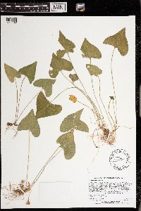 Viola grisea image