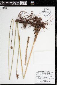 Schoenoplectus acutus image