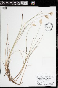 Eriophorum tenellum image
