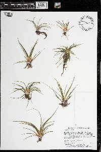 Isoetes echinospora image