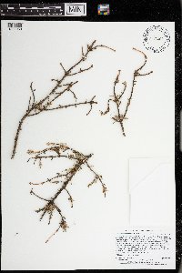 Arceuthobium pusillum image