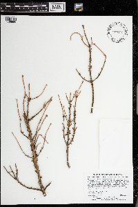 Arceuthobium pusillum image