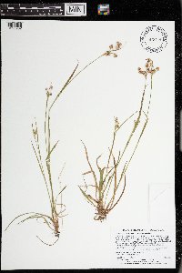 Luzula multiflora image