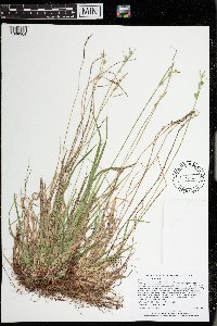 Carex communis var. communis image