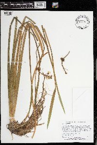 Sagittaria rigida image
