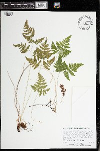 Image Associated With the Occurrence