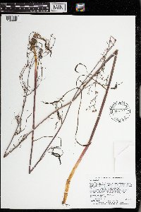 Cicuta bulbifera image