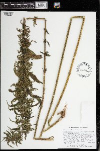 Urtica dioica image
