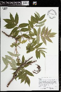 Rhus glabra image