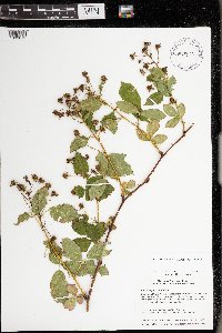 Rubus allegheniensis image