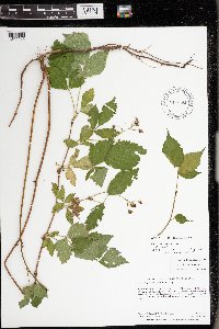 Rubus allegheniensis image