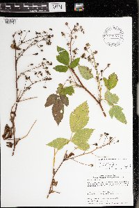Rubus allegheniensis image