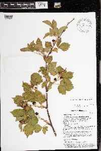 Rubus frondosus image