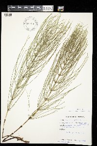 Equisetum arvense image