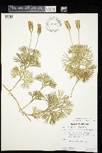 Diphasiastrum digitatum image