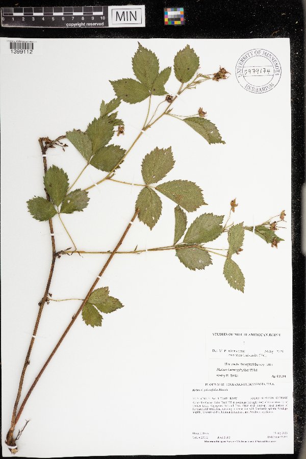 Rubus heterophyllus image