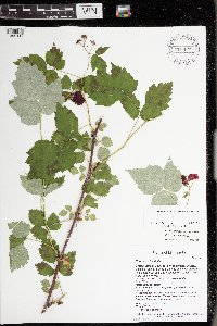 Rubus occidentalis image