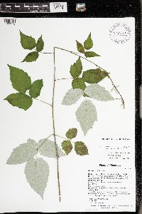 Rubus occidentalis image