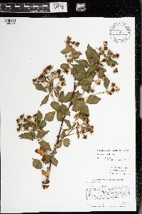 Image Associated With the Occurrence