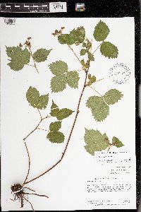 Image Associated With the Occurrence