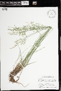 Image of Poa glauca x palustris