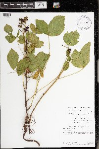 Rubus uniformis image
